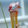 Sarracenia purpurea 'venosa' -- Rote Schlauchpflanze